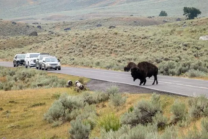 Framed Print : Bison Crossing the Road in Yellowstone National Park Framed Print : Bison Crossing the Road in Yellowstone National Park