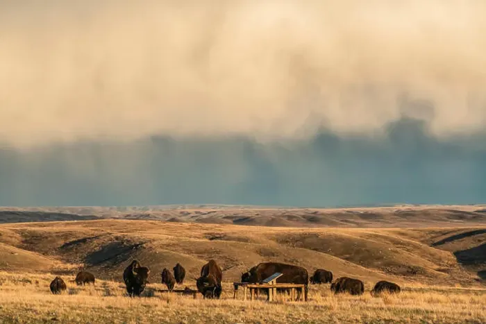 Framed Print : Bison in Grasslands National Park, Saskatchewan, under a stormy sky; Val Marie, Saskatchewan, Canada Framed Print : Bison in Grasslands National Park, Saskatchewan, under a stormy sky; Val Marie, Saskatchewan, Canada