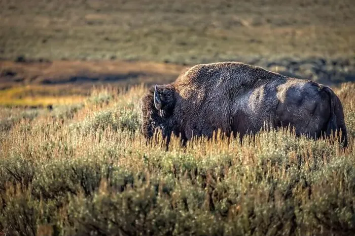 Framed Print : A bison in the grasslands of the Yellowstone National Park Framed Print : A bison in the grasslands of the Yellowstone National Park