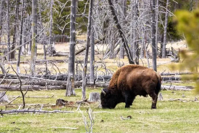 Framed Print : Bison Grazing in Forest in Yellowstone National Park Framed Print : Bison Grazing in Forest in Yellowstone National Park