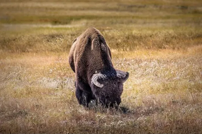 Framed Print : A bison grazing in the grasslands of the Yellowstone National Park Framed Print : A bison grazing in the grasslands of the Yellowstone National Park