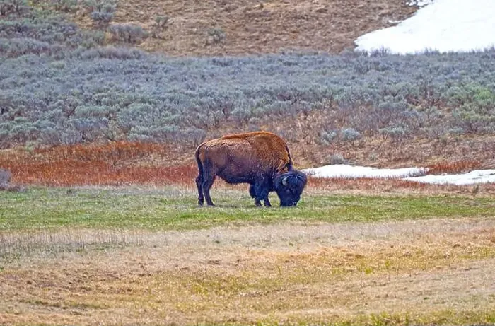 Framed Print : Bison Grazing in the Hayden Valley in Yellowstone National Park in Wyoming Framed Print : Bison Grazing in the Hayden Valley in Yellowstone National Park in Wyoming
