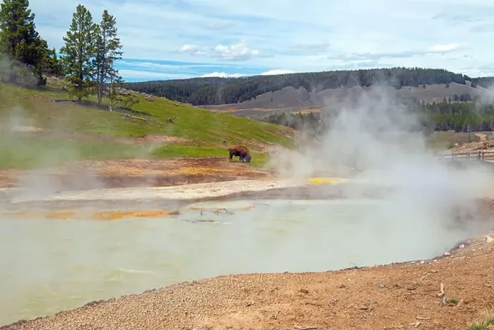 Framed Print : Bison Grazing By Thermal Pools in Yellowstone National Park in Wyoming Framed Print : Bison Grazing By Thermal Pools in Yellowstone National Park in Wyoming