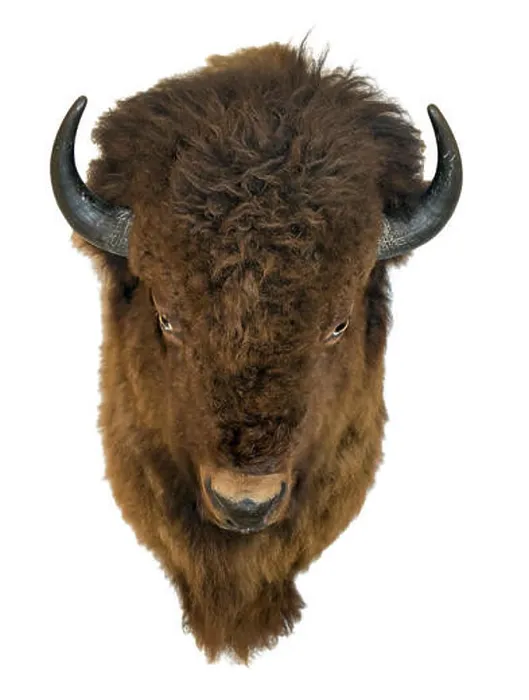 Framed Print : Bison head isolated on a white background. Buffalo trophy hanging on the wall Framed Print : Bison head isolated on a white background. Buffalo trophy hanging on the wall