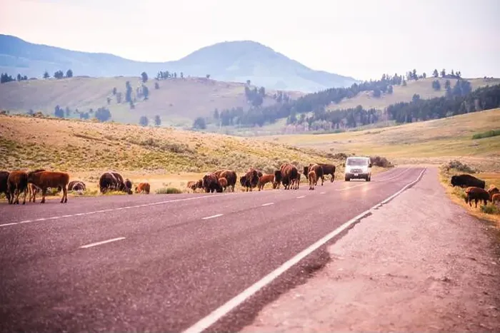Framed Print : Bison herd crossing a road at dusk in Yellowstone National Park Framed Print : Bison herd crossing a road at dusk in Yellowstone National Park