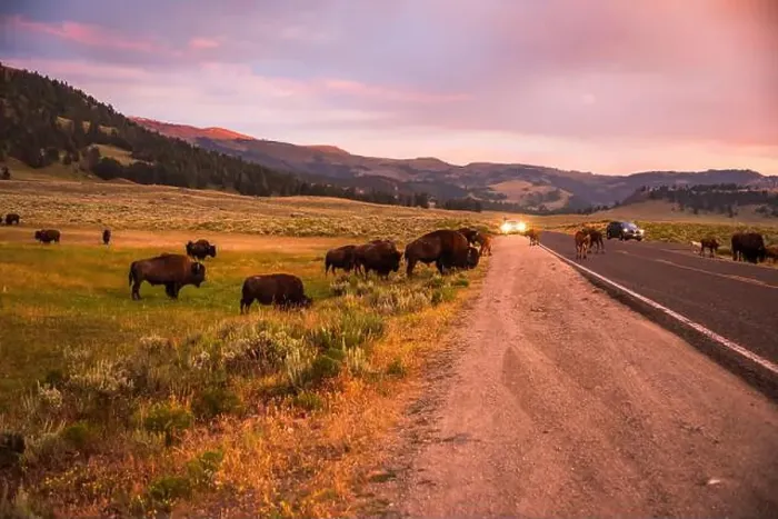 Framed Print : Bison herd grazing at dusk by the roadside in Yellowstone Framed Print : Bison herd grazing at dusk by the roadside in Yellowstone