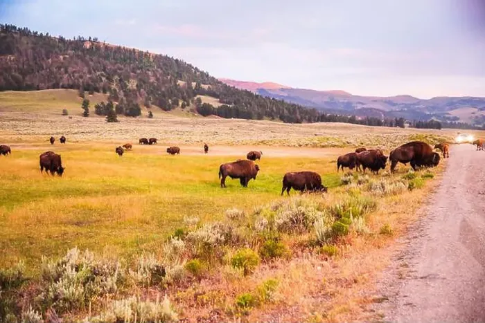 Framed Print : Bison herd grazing at sunset in the open grasslands of Lamar Valley Framed Print : Bison herd grazing at sunset in the open grasslands of Lamar Valley