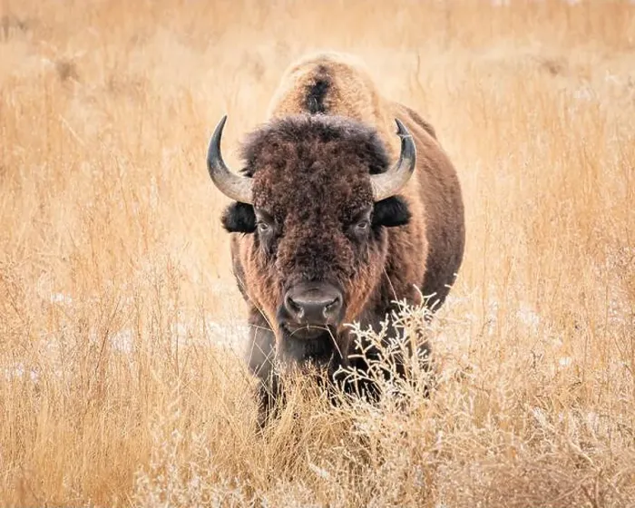 Framed Print : Bison looking straight ahead standing in a snowy tall grass field Framed Print : Bison looking straight ahead standing in a snowy tall grass field