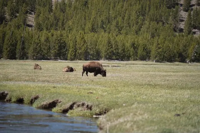Framed Print : Bison in the meadow in Yellowstone national Park in Wyoming, USA Framed Print : Bison in the meadow in Yellowstone national Park in Wyoming, USA