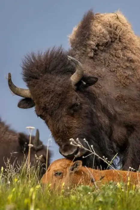 Framed Print : Bison mother with newborn calf at the National Bison Range in Moiese, Montana, USA. (Editorial Use Only) Framed Print : Bison mother with newborn calf at the National Bison Range in Moiese, Montana, USA. (Editorial Use Only)