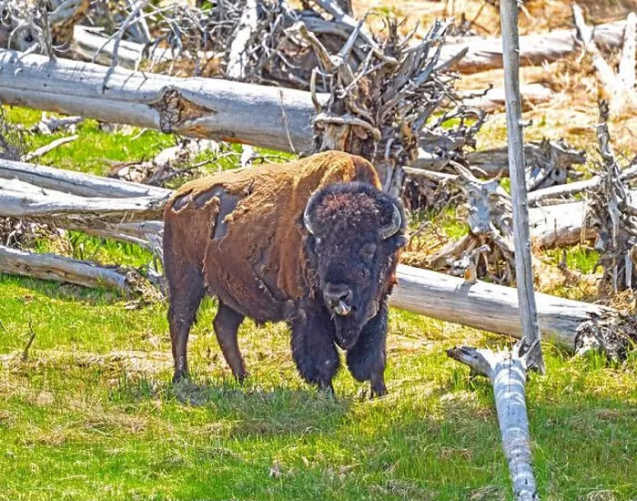 Framed Print : Bison Shedding his winter coat and sticking his tongue out. in Yellowstone National Park in Wyoming Framed Print : Bison Shedding his winter coat and sticking his tongue out. in Yellowstone National Park in Wyoming