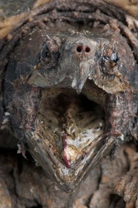 Framed Print : Biting Alligator snapping turtle / Macrochelys temminckii Framed Print : Biting Alligator snapping turtle / Macrochelys temminckii