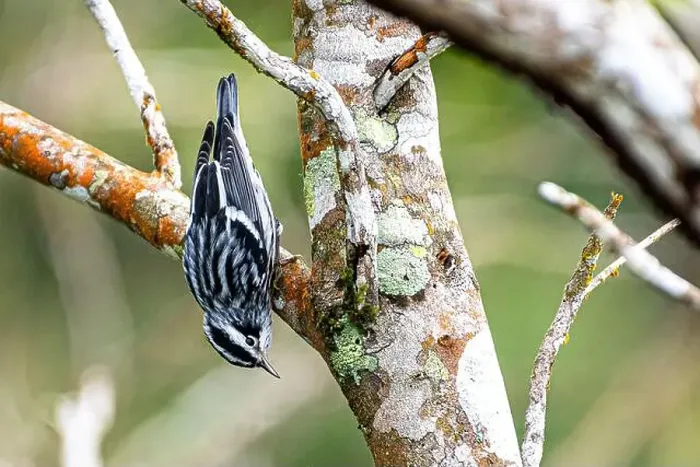 Framed Print : black-and-white warbler (Mniotilta varia) o a tree branch upside down looking for food Framed Print : black-and-white warbler (Mniotilta varia) o a tree branch upside down looking for food