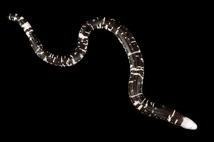 Framed Print : Black-and-white worm lizard (Amphisbaena fuliginosa) Framed Print : Black-and-white worm lizard (Amphisbaena fuliginosa)