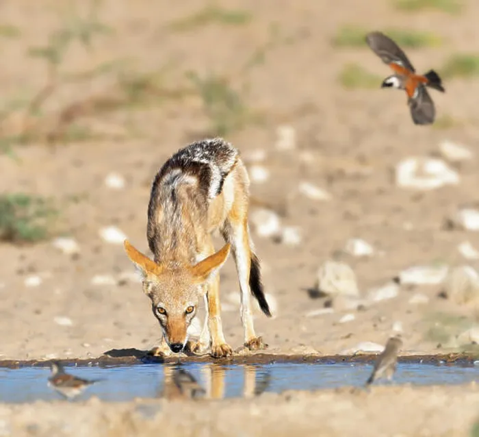 Framed Print : Black-back Jackal quenching its thirst at a watering hole with birds flying in to drink. Canis mesomelas Framed Print : Black-back Jackal quenching its thirst at a watering hole with birds flying in to drink. Canis mesomelas