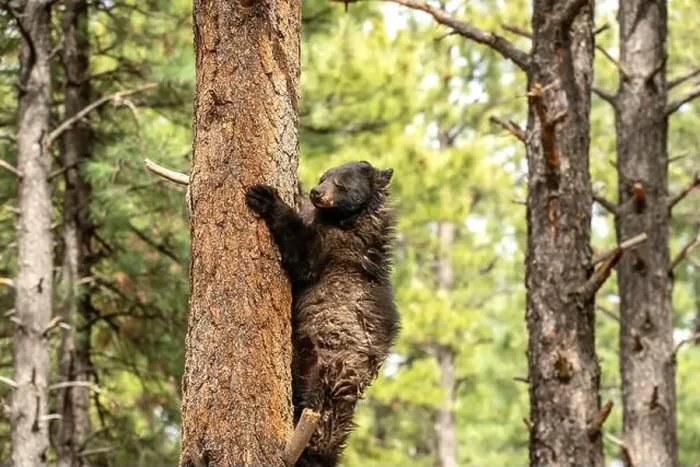 Framed Print : Black Bear in a Tree Framed Print : Black Bear in a Tree