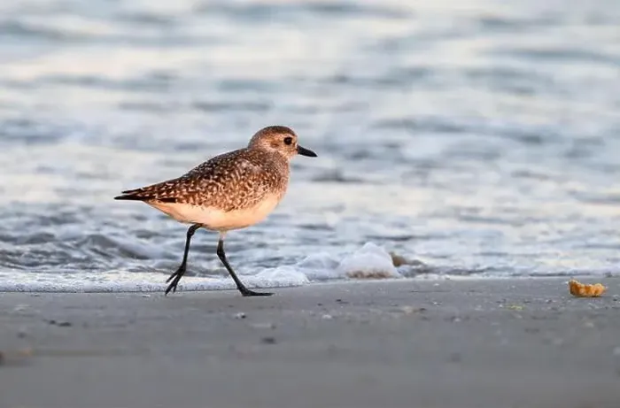 Framed Print : Black-bellied plover (Pluvialis squatarola) running through the beach, Galveston, Texas, USA Framed Print : Black-bellied plover (Pluvialis squatarola) running through the beach, Galveston, Texas, USA