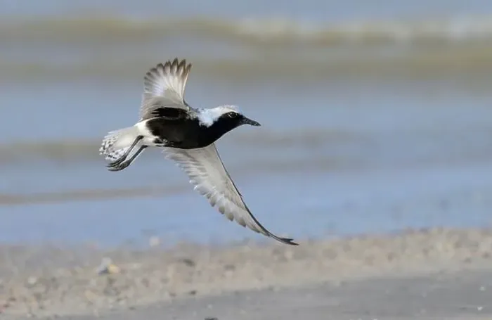 Framed Print : Black-bellied plover (Pluvialis squatarola) taking off from sandy beach during the spring migration Framed Print : Black-bellied plover (Pluvialis squatarola) taking off from sandy beach during the spring migration