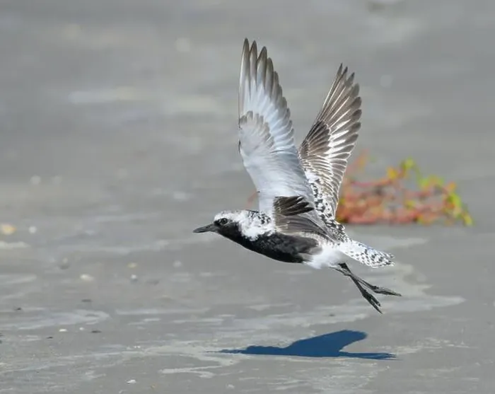 Framed Print : Black-bellied plover (Pluvialis squatarola) taking off from sandy beach during the spring migration Framed Print : Black-bellied plover (Pluvialis squatarola) taking off from sandy beach during the spring migration