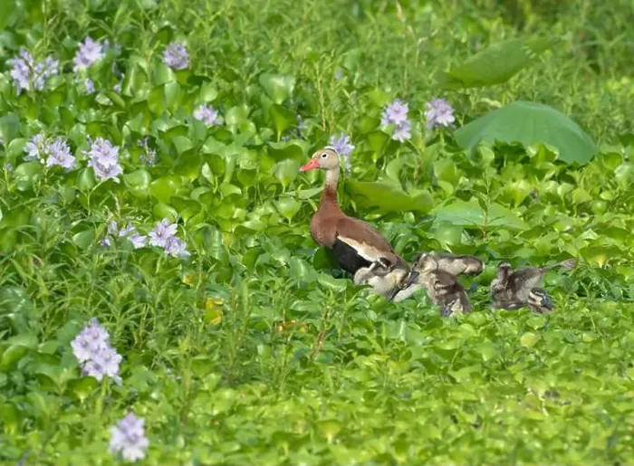 Framed Print : Black-bellied whistling duck (Dendrocygna autumnalis) with ducklings at Cullinan Park, Sugar Land Framed Print : Black-bellied whistling duck (Dendrocygna autumnalis) with ducklings at Cullinan Park, Sugar Land