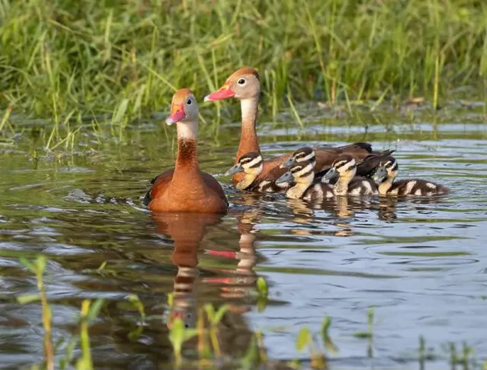 Framed Print : Black-bellied whistling ducks (Dendrocygna autumnalis) with ducklings