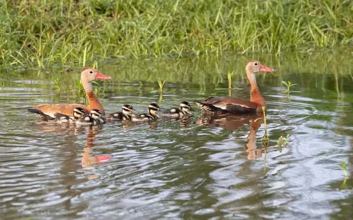 Framed Print : Black-bellied whistling ducks (Dendrocygna autumnalis) with ducklings Framed Print : Black-bellied whistling ducks (Dendrocygna autumnalis) with ducklings