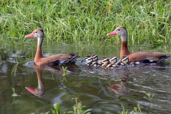 Framed Print : Black-bellied whistling ducks (Dendrocygna autumnalis) family with ducklings, Houston area, Texas, USA Framed Print : Black-bellied whistling ducks (Dendrocygna autumnalis) family with ducklings, Houston area, Texas, USA