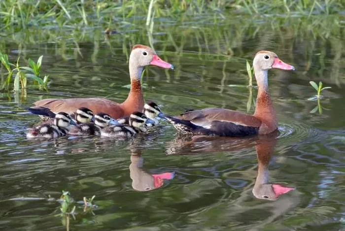 Framed Print : Black-bellied whistling ducks (Dendrocygna autumnalis) family with dusklings, Houston area, Texas, USA Framed Print : Black-bellied whistling ducks (Dendrocygna autumnalis) family with dusklings, Houston area, Texas, USA
