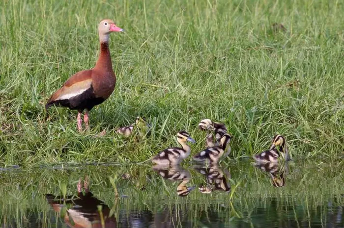 Framed Print : Black-bellied whistling ducks (Dendrocygna autumnalis) female with ducklings resting at the water edge Framed Print : Black-bellied whistling ducks (Dendrocygna autumnalis) female with ducklings resting at the water edge