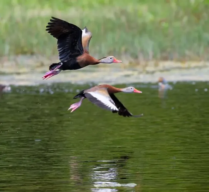 Framed Print : Black-bellied whistling ducks (Dendrocygna autumnalis) in flight, Lafitte's Cove, Texas, USA Framed Print : Black-bellied whistling ducks (Dendrocygna autumnalis) in flight, Lafitte's Cove, Texas, USA