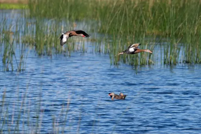 Framed Print : Two black-bellied whistling ducks flying over pond in Lafitte's Cove preserve, Texas, USA Framed Print : Two black-bellied whistling ducks flying over pond in Lafitte's Cove preserve, Texas, USA