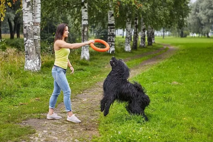 Framed Print : Black briard is playing with female owner using toy ring in the public park Framed Print : Black briard is playing with female owner using toy ring in the public park