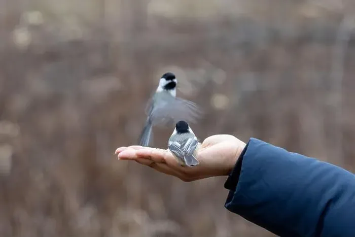 Framed Print : Black capped chickadee eating from a woman's hand Framed Print : Black capped chickadee eating from a woman's hand