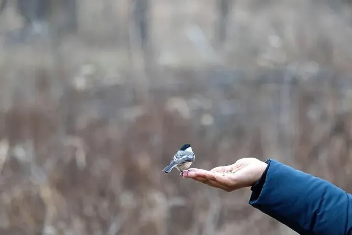 Framed Print : Black capped chickadee eating from a woman's hand Framed Print : Black capped chickadee eating from a woman's hand