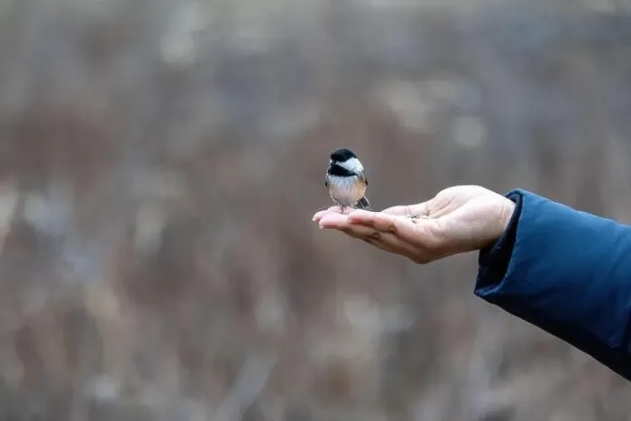 Framed Print : Black capped chickadee eating from a woman's hand Framed Print : Black capped chickadee eating from a woman's hand