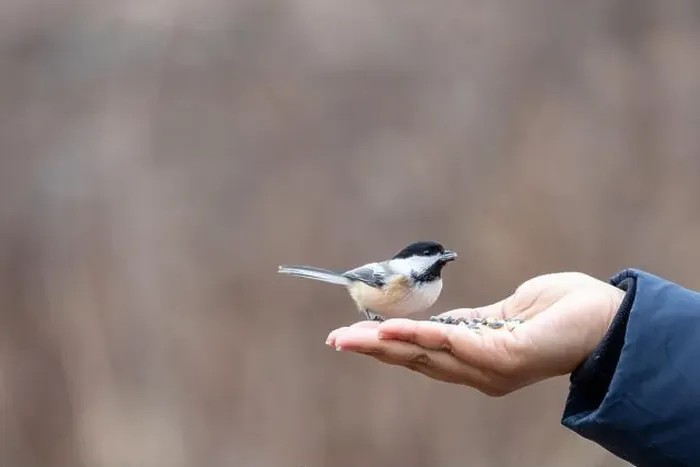 Framed Print : Black capped chickadee eating from a woman's hand Framed Print : Black capped chickadee eating from a woman's hand
