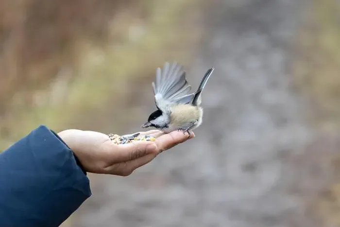 Framed Print : Black capped chickadee eating from a woman's hand Framed Print : Black capped chickadee eating from a woman's hand