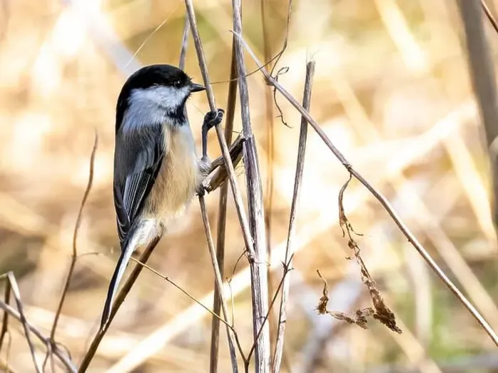 Framed Print : A Black-capped Chickadee perched on a branch in Southwestern Ontario, Canada