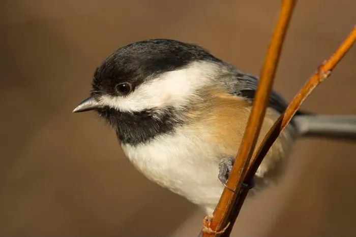 Framed Print : Black-capped chickadee (Poecile atricapillus), George C Reifel Migratory Bird Sanctuary, British Columbia, Canada Framed Print : Black-capped chickadee (Poecile atricapillus), George C Reifel Migratory Bird Sanctuary, British Columbia, Canada