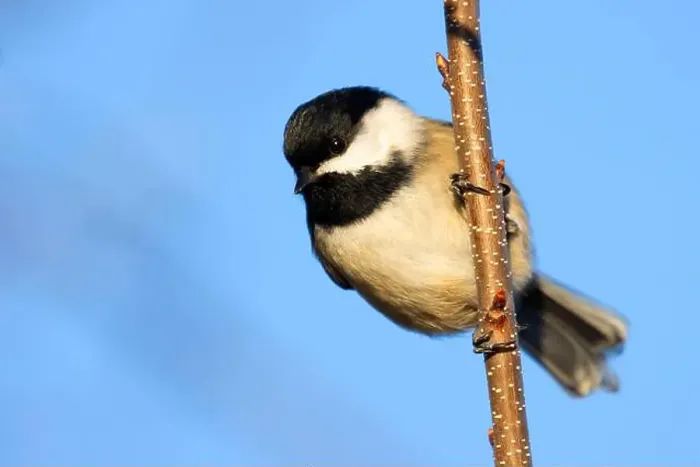 Framed Print : Black-capped chickadee (Poecile atricapillus), George C Reifel Migratory Bird Sanctuary, British Columbia, Canada