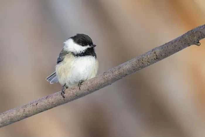 Framed Print : black-capped chickadee (Poecile atricapillus) in winter Framed Print : black-capped chickadee (Poecile atricapillus) in winter