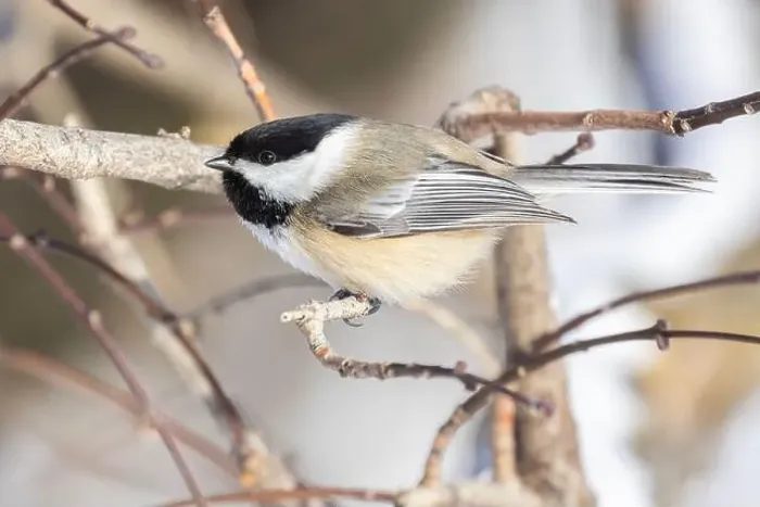 Framed Print : black-capped chickadee (Poecile atricapillus) in winter Framed Print : black-capped chickadee (Poecile atricapillus) in winter