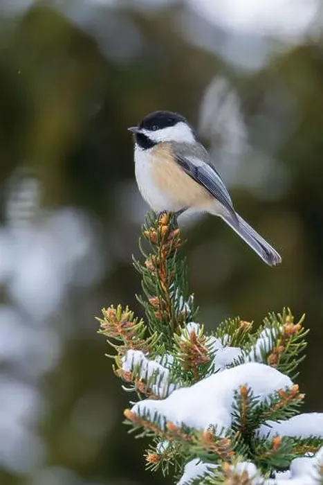 Framed Print : black-capped chickadee (Poecile atricapillus) in winter Framed Print : black-capped chickadee (Poecile atricapillus) in winter