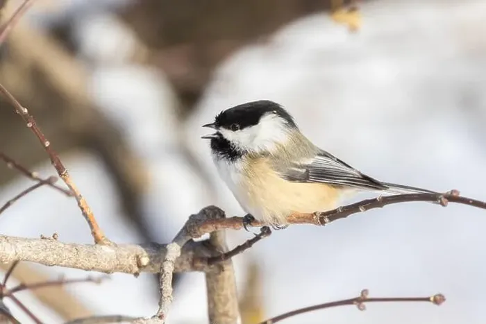 Framed Print : black-capped chickadee (Poecile atricapillus) in winter Framed Print : black-capped chickadee (Poecile atricapillus) in winter