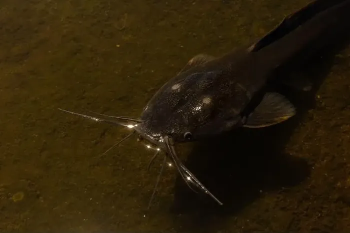 Framed Print : black catfish lies in shallow water, in a river in Thailand. Fish photo