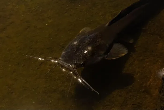 Framed Print : black catfish lies in shallow water, in a river in Thailand. Fish photo