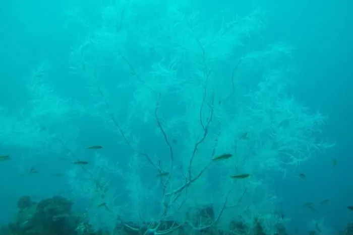 Framed Print : Black Coral in Milford Sound - New Zealand