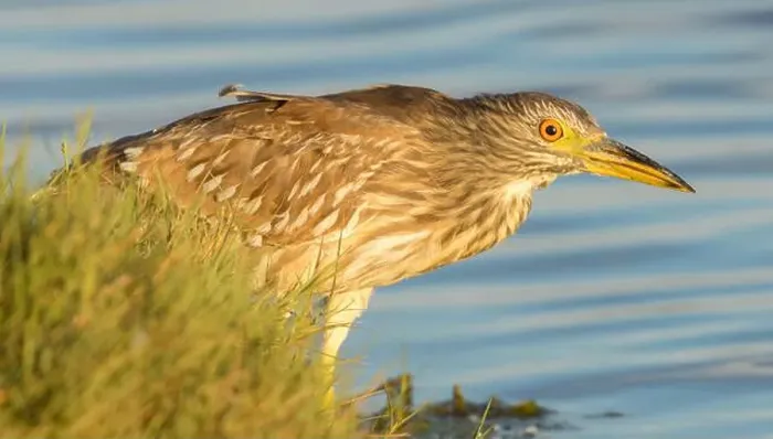 Framed Print : Black-crowned Night-Heron, juvenile, foraging at Moffett Channel, Sunnyvale Santa Clara County, California, USA