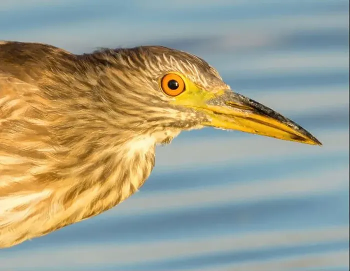 Framed Print : Black-crowned Night-Heron, juvenile, head shot. Moffett Channel, Sunnyvale Santa Clara County, California, USA