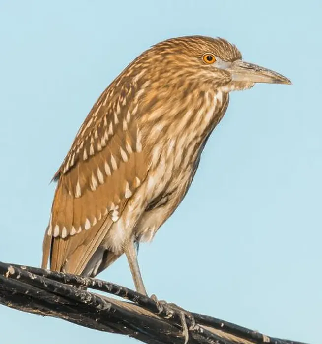 Framed Print : Black-crowned Night Heron, juvenile, perched on electric wire. WPCP Sunnyvale, Santa Clara County, California, USA